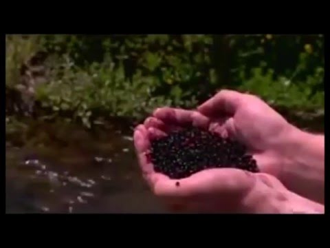 Maqui Berry  Secrets Of This Super Berry For Losing Weight And Anti Aging