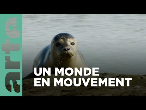 La mer des Wadden, Europe | Le petit peuple des rivages | ARTE Family