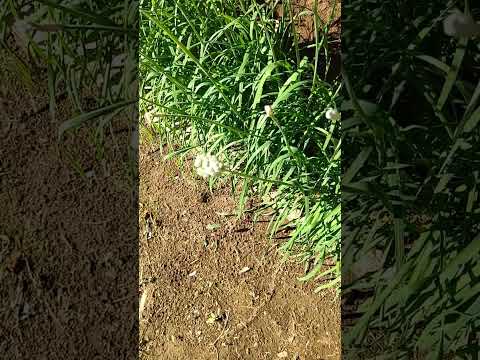 ゲルを摂取したディプラデニアを救うにはどうすればよいですか?効果を高めるための 5 つのヒント  庭園