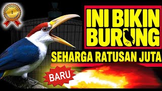 Download lagu Ini Dia ‼️ Masteran Burung Gacor Full Isian Super Mewah Buat Murai Batu Kacer Cucak Ijo Cendet 🐦 mp3 Download lagu Ini Dia ‼️ Masteran Burung Gacor Full Isian Super Mewah Buat Murai Batu Kacer Cucak Ijo Cendet 🐦 mp3