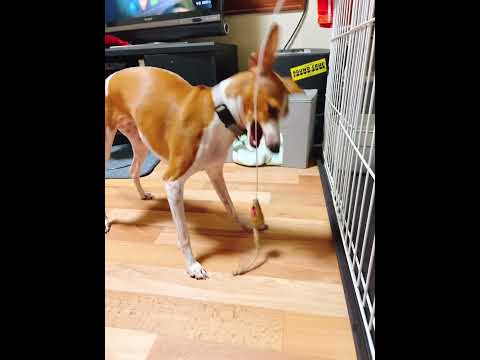 サルーキ 600.jpg