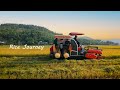 How Rice Is Grown In Vietnam From Seed To Harvest