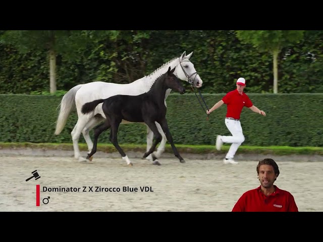 Daiquiri van het Hulshof Z