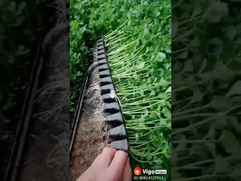 Yellow F1 Hybrid Coriander Seeds, Packaging Size: 1 Kg