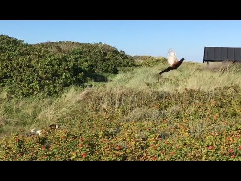 Pointer (Dutch) dog on pheasants