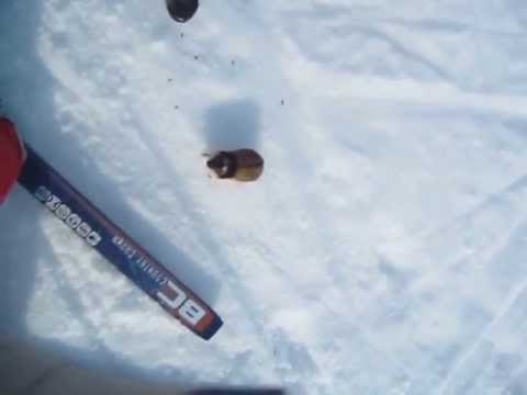 Angry lemming attacks boy and shits