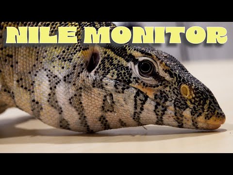 Nile Monitors, Good or Bad Pets?