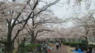 上ケ池公園 桜