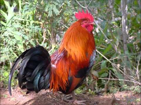 The Mighty Gabby ~ Chicken & Ram