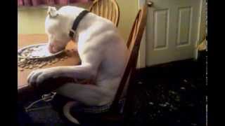preview picture of video 'Funny Dog Video 2014 - Eating Alone at the kitchen table So cute'