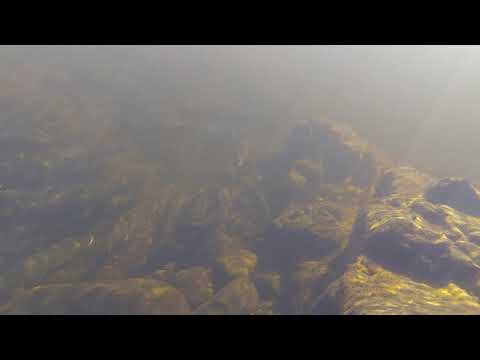 Salmon at Steel Bridge