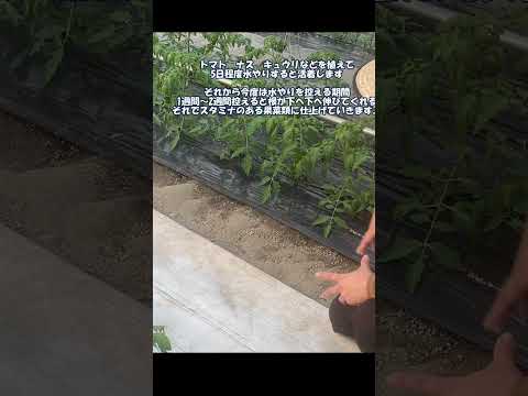 トマトに穴が開くのはなぜですか?行動を起こすべきでしょうか？  庭園