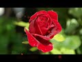 Kadhalar Dhinam Roja Roja Song Tamil Whatsapp Status