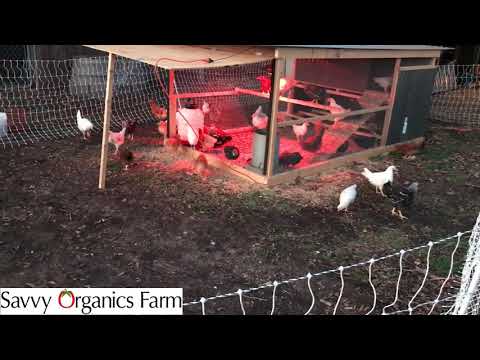 Chicks Escape Coop! First Time Out