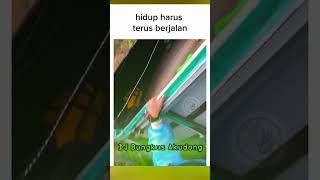 Download lagu DJ BUNGKUS AKUDONG - Jedag Jedug Full Bass Viral TikTok mp3