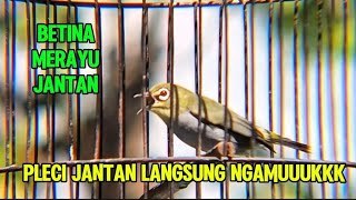 Download lagu Pleci betina birahi merayu jantan, sekali pancig pleci jantan langsung ngamuk mp3 Download lagu Pleci betina birahi merayu jantan, sekali pancig pleci jantan langsung ngamuk mp3