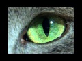 Above & Beyond vs. Jeff Buckley pres. Tongue Of ...