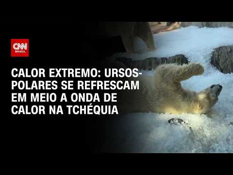 Ursos-polares se refrescam em meio a onda de calor na Tchéquia | CNN BRASIL