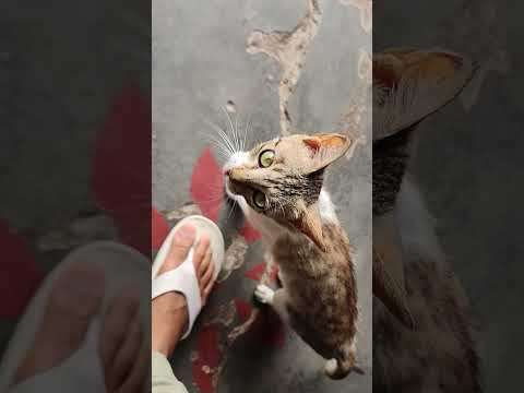 baccha Billi ke sath khelte hue#youtubeshorts