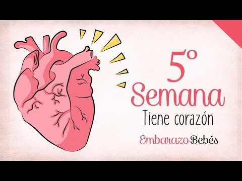 SEMANA 5 de #Embarazo | 2º Mes | Semana a semana
