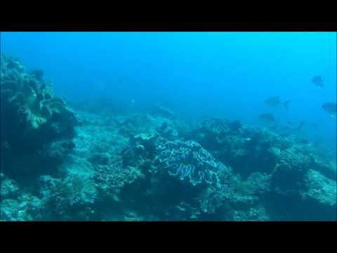 Wobbegong Shark