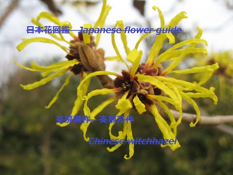 中国マンサク 植物