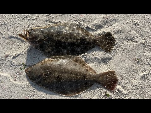 Early Season Fluke Fishing Part 1