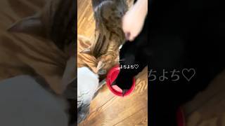 【猫動画】保護した仔猫と先住猫日常🐈‍⬛かわいいし癒し #保護猫 #子猫 #ねこのいる生活