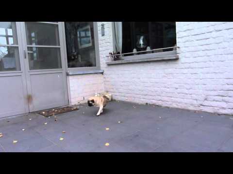 Mops Walk 25 11 2011.m2ts