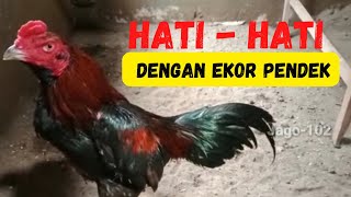 Download lagu Characteristics of fast-moving chickens!! Short tails are dangerous mp3