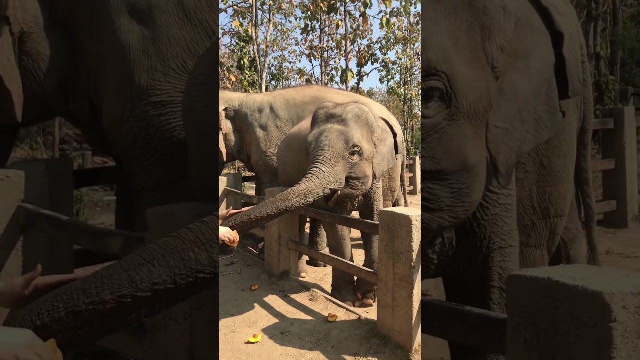 YouTube Short thumbnail