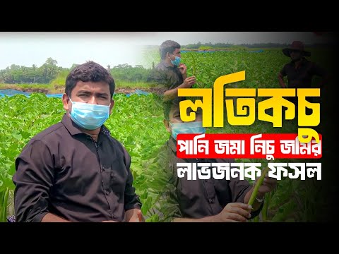 পানি জমা নিচু জমির লাভজনক ফসল-লতিকচু