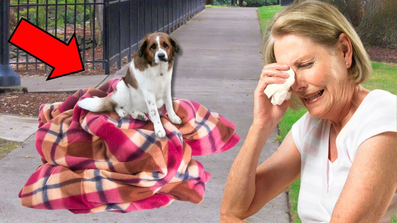 Perra abandonada se niega a dejar su manta Y LO QUE SUCEDIÓ DESPUÉS DEJÓ A TODOS EN SHOCK