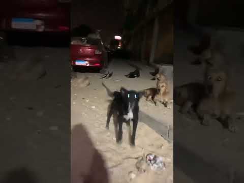 التطرف في حب الكلاب ️ ️ animal حيوانات كلاب