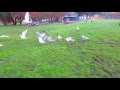 Seagulls Eating Cupcakes