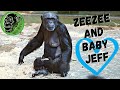 Mother And Baby Chimp At Chester Zoo