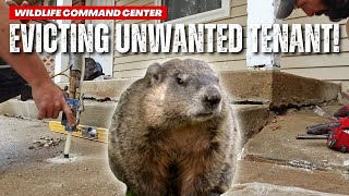 How to Get Rid of an Animal Under Your Porch | Wildlife Command Center - Ep. 4