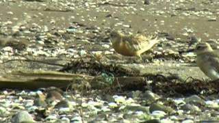 preview picture of video 'New Zealand Birds: New Zealand Dotterel courting on seashore'