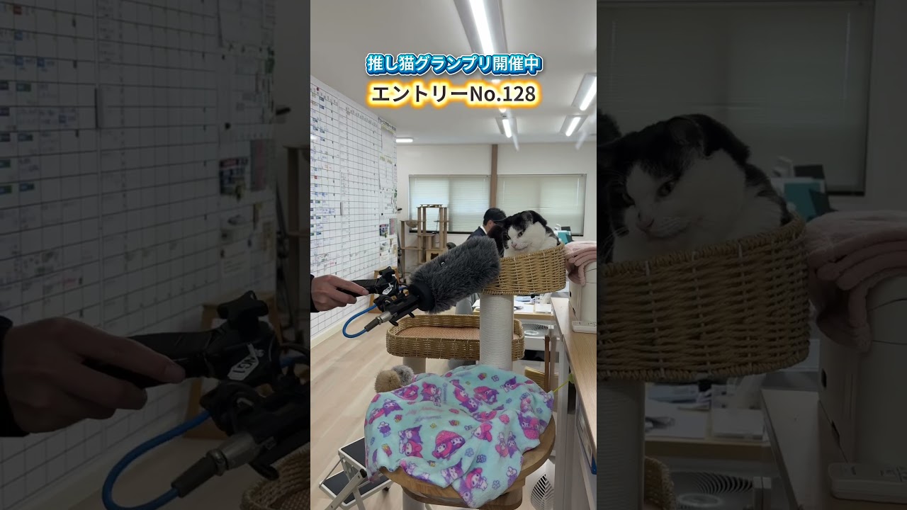 会社猫ふくの日常😸今年も推し猫グランプリ始まりました✨エントリーNo.128応援よろしくお願いいたします👏#株式会社日章 #会社猫 #推し猫グランプリ2026