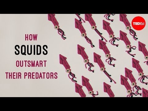 How squids outsmart their predators – Carly Anne York