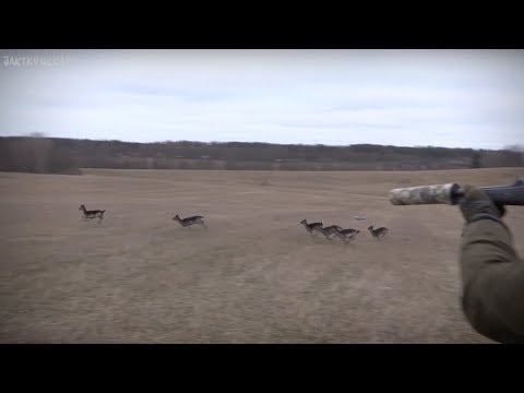 Dovvilt – Drev- & pürchjakt | Jaktkunskap del 11