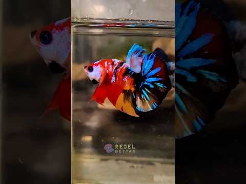 Premium Grade multi Galaxy Hmpk pairs available @rebelpets5121  #betta #bettafish #trending