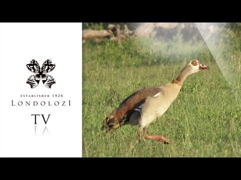 Fighting Egyptian Geese - Londolozi TV