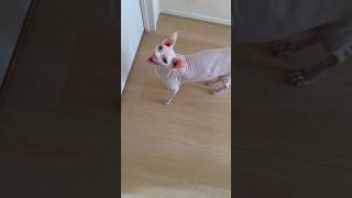 よくしゃべる猫アレクサンドラ【スフィンクス】