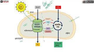 সালোকসংশ্লেষণ — আলোক ও অন্ধকার পর্যায়