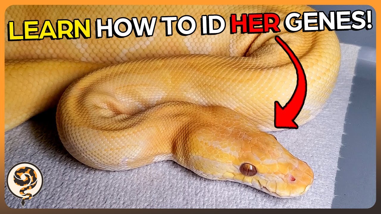 You need to Learn how to Identify Ball Python Morphs - This is how!