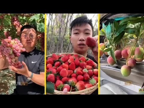 , title : 'شاهد مزارع فواكه الصين😍🤩 شيئ لا يصدق.. China fruit farms'