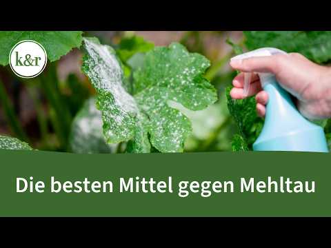 Detecting and combating powdery mildew and downy mildew