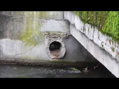Cute Baby Pigeons In A Cave