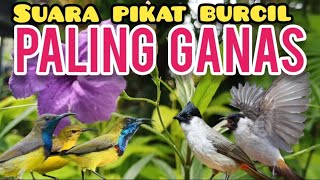 Download lagu Suara Pikat Burcil Kombinasi Sogon Ribut Dan Kutilang Ribut Paling Ganas  mp3